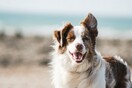 Στο «μυαλό» του σκύλου: Τα σημάδια για το πώς νιώθει και τα λάθη που κάνουμε