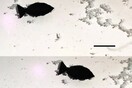 Scientists unveil bionic robo-fish to remove microplastics from seas
