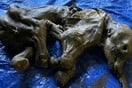 Frozen baby mammoth discovered in Yukon excites Canada