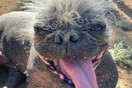Mr.Happy Face, αυτός είναι ο πιο άσχημος σκύλος του κόσμου