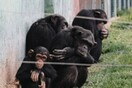 Αττικό Ζωολογικό Πάρκο: «Ποινικό αδίκημα η θανάτωση του χιμπατζή» - Αναλαμβάνει την υπόθεση ο Κούγιας