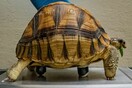 Βρετανία: Σπάνιο είδος χελώνας με τρία πόδια και ρόλερ μπλέιντ 
