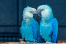 «Εξαφανισμένοι» παπαγάλοι γύρισαν στη Βραζιλία: Γενετική και ένα καρτούν έσωσαν τα «μακάο του Σπιξ»