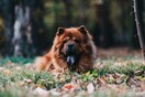 Ληστές καταστημάτων στη Θεσσαλονίκη «προδόθηκαν» από τον σκύλο τους