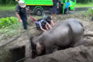 Ταϊλάνδη: Δραματική διάσωση θηλυκού ελέφαντα και του μικρού της, από φρεάτιο