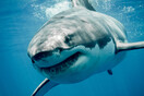 We’re going to need a bigger boat: the rise of the megashark