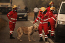 Γαλάτσι: Πέταξαν πέτρες σε φιλόζωους που περιθάλπουν ζώα μετά τη φωτιά στην Πεντέλη