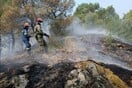 Γιατί είναι *τόσο* σημαντικό το δάσος της Δαδιάς για την Ελλάδα