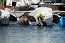 Freya the walrus sinks boats and captures hearts in Norway
