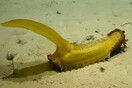 Επιστήμονες ανακάλυψαν 30 πιθανά νέα είδη πλασμάτων στον πυθμένα του Ειρηνικού Ωκεανού 