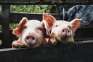 Έχει η μουσική επίδραση στα γουρούνια; Ναι, υποστηρίζει Βέλγος κτηνοτρόφος και οι επιστήμονες το μελετούν 