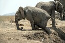 Κένυα: Η κλιματική αλλαγή είναι μεγαλύτερη απειλή από τη λαθροθηρία για τους ελέφαντες 
