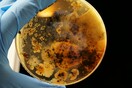 Μελιοείδωση: Ανησυχία για τη σπάνια αλλά θανατηφόρα λοίμωξη- Βρέθηκαν βακτήρια στις ΗΠΑ