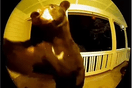Αρκούδα χτύπησε το κουδούνι σπιτιού στις 3.30 τα ξημερώματα: «Πάθαμε σοκ»
