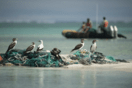 Birds and Debris: Πουλιά σε όλο τον κόσμο ζουν μέσα στα πλαστικά σκουπίδια των ανθρώπων