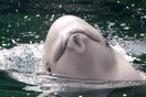 Ανησυχία για την «ελλιποβαρή» φάλαινα μπελούγκα που εντοπίστηκε στο Σηκουάνα - Με drone η παρακολούθησή της 