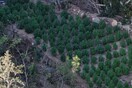 Εντοπίστηκε «δάσος» κάνναβης στην ορεινή Χαλκιδική