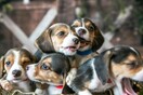 4.000 σκυλιά μπιγκλ σώθηκαν από πειράματα. Πολλά δεν είχαν δεχθεί ούτε ένα χάδι