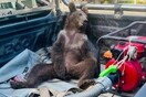Τουρκία: Έσωσαν αρκουδάκι που κατανάλωσε μεγάλη ποσότητα παραισθησιογόνου μελιού 