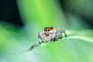 Do spiders sleep? Study suggests they may snooze like humans