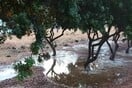 Χίος: Ζημιές σε μαστιχοκαλλιέργειες μετά από μπόρα
