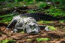 Θανατηφόρα επίθεση αλιγάτορα στη Νότια Καρολίνα- Μία νεκρή
