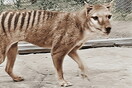 Eπιστήμονες σχεδιάζουν να «αναστήσουν» την εξαφανισμένη τίγρη της Τασμανίας