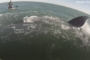 Φάλαινες αιφνιδίασαν κωπηλάτες- Κολυμπούσαν δίπλα τους