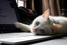 Γάτα σε laptop