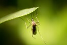 Ερευνητές ανακάλυψαν τον μηχανισμό με τον οποίο τα κουνούπια εντοπίζουν τους ανθρώπους
