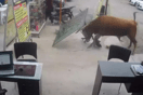 Ταύρος προκάλεσε χάος στη Λίμα- Ζημιές σε καταστήματα, ένα τραυματίας