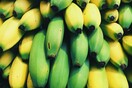 Ισημερινός: Κατασχέθηκαν 3,2 τόνοι κοκαΐνη κρυμμένη σε κοντέινερ με μπανάνες