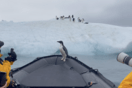 Ανταρκτική: Πιγκουίνος πήδηξε μέσα σε βάρκα για να γλιτώσει από φώκια