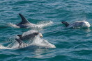 Τα αρσενικά δελφίνια σχηματίζουν συμμαχίες, που τους βοηθούν να βρουν ταίρι