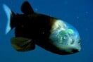 Το απίστευτο ψάρι με το διάφανο κεφάλι που ζει στα βάθη του ωκεανού