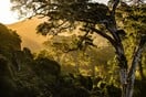 «Αποτρέψτε την εξαφάνιση των δέντρων ή ετοιμαστείτε για παγκόσμια οικολογική καταστροφή», προειδοποιούν επιστήμονες