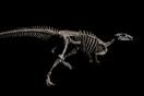 Σκελετός δεινοσαύρου βγαίνει στο «σφυρί» από τον οίκο Giquello - «Ιδανικός για το σαλόνι»