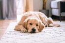 Pet City: Αct Pawsi+ive Moving Together 
