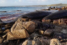 14 φάλαινες ξεβράστηκαν νεκρές σε παραλία της Αυστραλίας