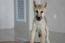 Cloned Arctic wolf named Maya could help preserve endangered animals 