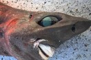 Ένα περίεργο είδος καρχαρία που «γελάει» βρέθηκε στην Αυστραλία