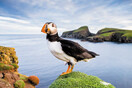 Eικόνες από τα πολύχρωμα ψαροπούλια «puffin» στις βρετανικές νήσους