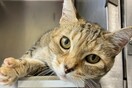 Χαμένη γάτα βρέθηκε μετά από 9 χρόνια και είχε διανύσει 1.610 χιλιόμετρα