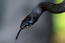 Φωλιά με φίδια μέσα σε νηπιαγωγείο στον Λαγκαδά