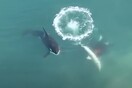 Drone footage shows orcas chasing and killing great white shark