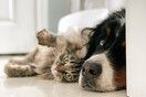Σκύλος και γάτα ξαπλωμένοι