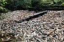 Χιλιάδες σολομοί νεκροί στον Καναδά καθώς η ξηρασία στεγνώνει ποτάμια και ρυάκια