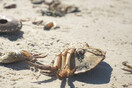 Xιλιάδες νεκρά καβούρια σε παραλίες της Ζανζιβάρης- Έρευνα από τις αρχές