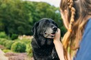 Μια start up αναζητά χάπι που μπορεί να βοηθήσει τους σκύλους να ζουν περισσότερο