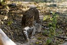 Ινδία: Νεκρό κοριτσάκι 16 μηνών από επίθεση λεοπάρδαλης- Ήταν σε ναό με τη μητέρα του
